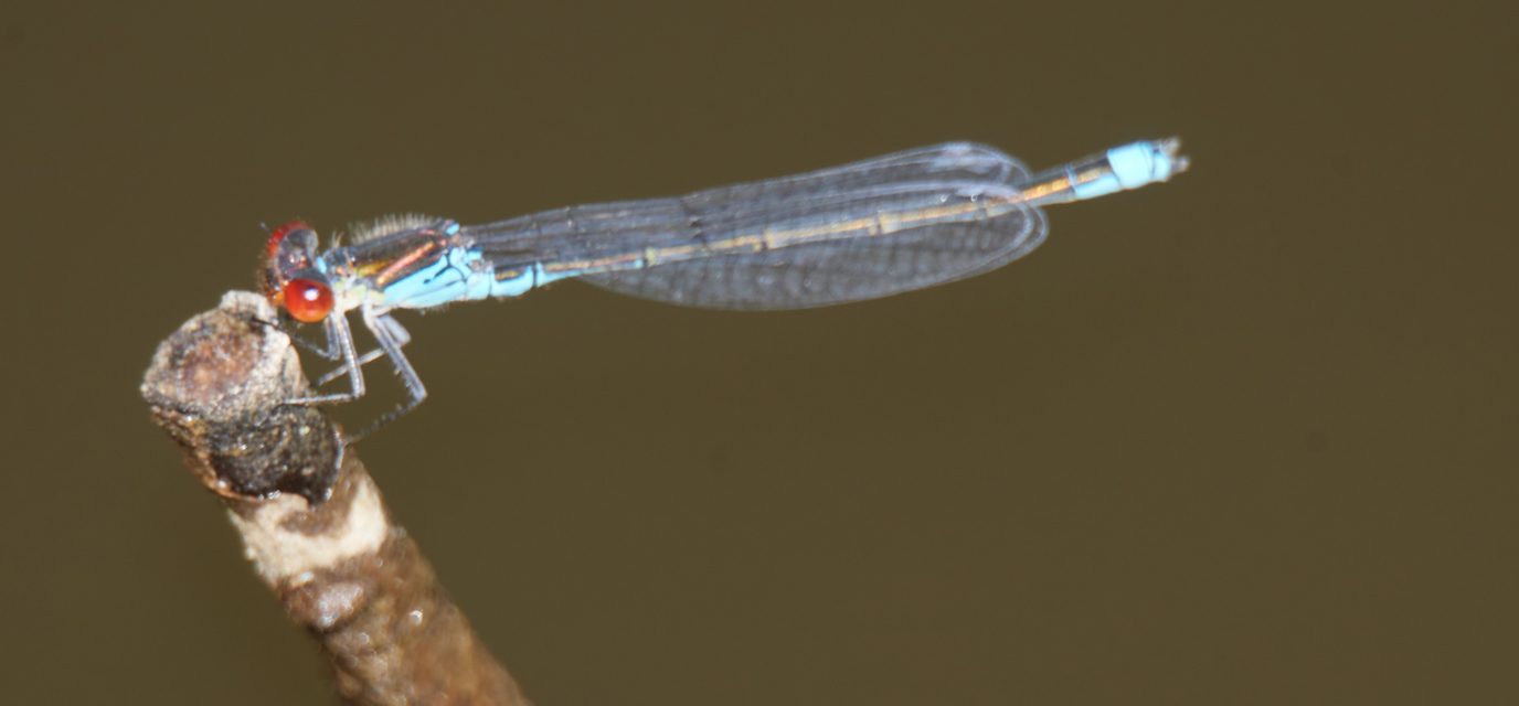 Erythromma viridulum - kis pirosszemű-légivadász