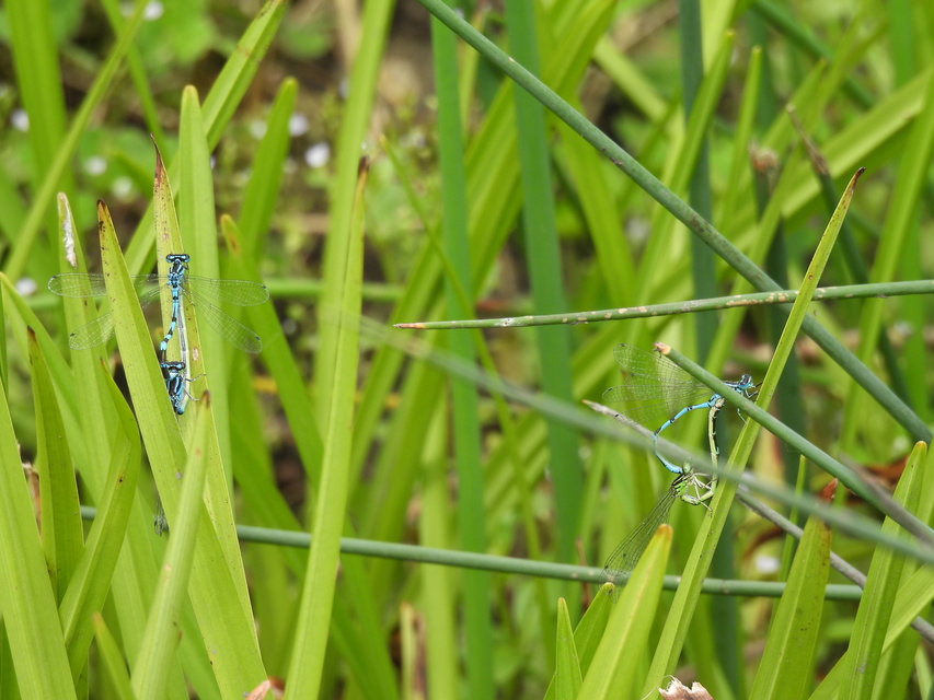 Coenagrion ornatum - díszes légivadász
