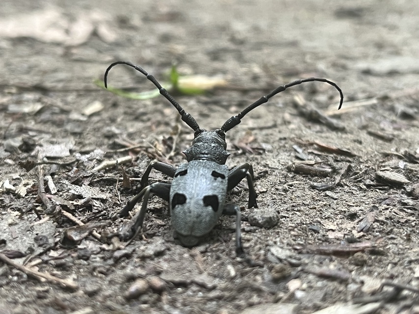 Morimus asper funereus - gyászcincér