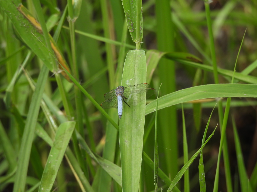 Orthetrum coerulescens - karcsú pásztorszitakötő