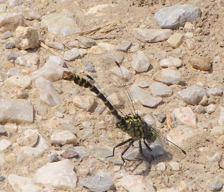 Onychogomphus forcipatus - gyűrűs folyami-szitakötő