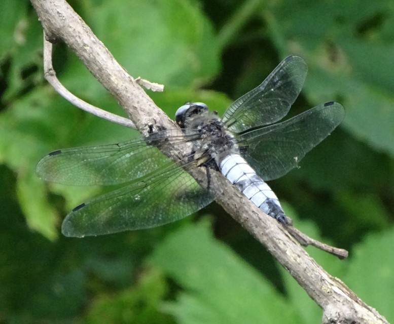 Libellula fulva - kisfoltos laposacsa
