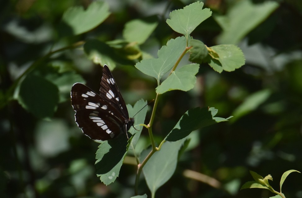 Neptis rivularis - nagy fehérsávoslepke