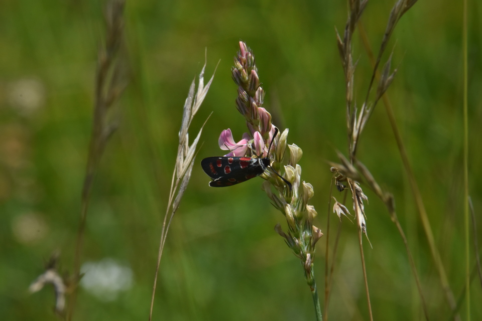 Zygaena carniolica - fehérgyűrűs csüngőlepke