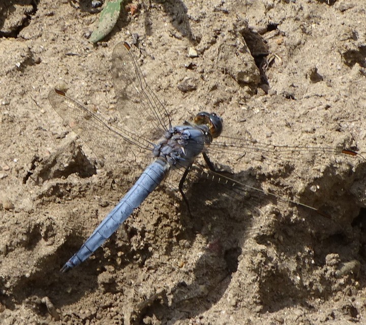 Orthetrum brunneum - pataki pásztorszitakötő
