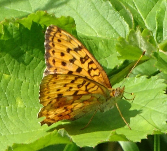 Brenthis daphne - málna-gyöngyházlepke