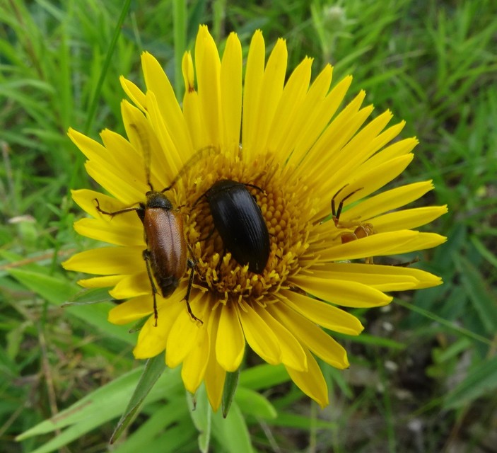 Podonta nigrita - szerecsenbogár