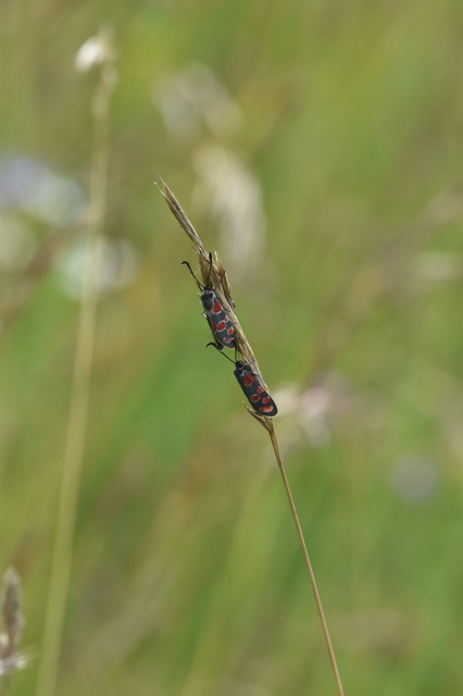Zygaena carniolica - fehérgyűrűs csüngőlepke