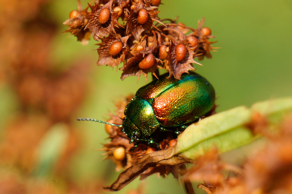 Chrysolina graminis - zöld varádicslevelész