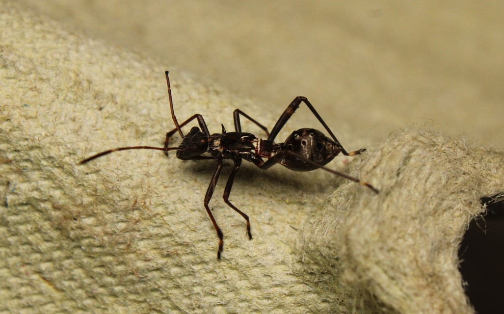 Camptopus lateralis - görbelábú karimáspoloska