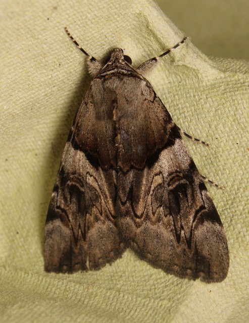 Catocala fulminea - galagonya-övesbagoly