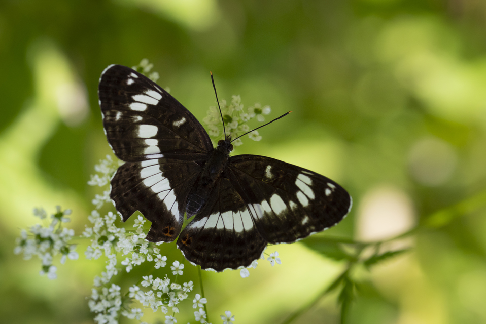Limenitis camilla - kis lonclepke