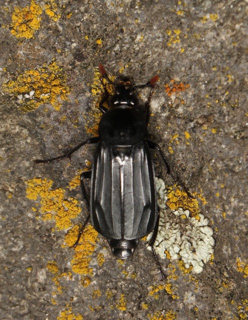 Necrodes littoralis - nagy dögbogár