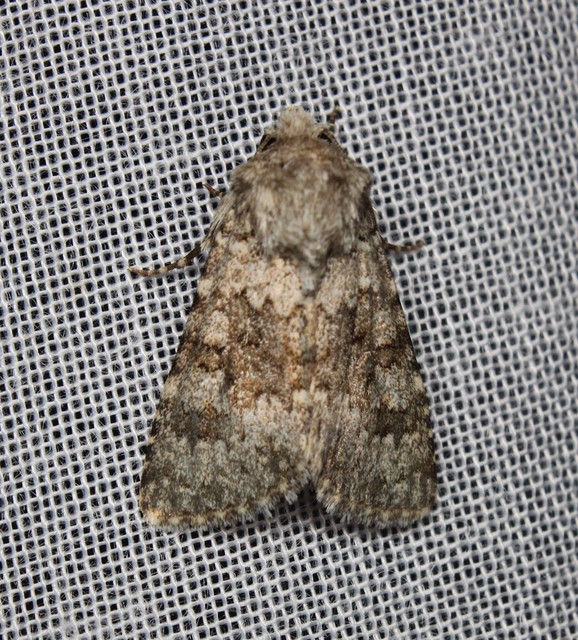 Hecatera dysodea - parajbagoly