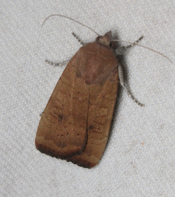 Noctua interjecta - zömök sárgafűbagoly