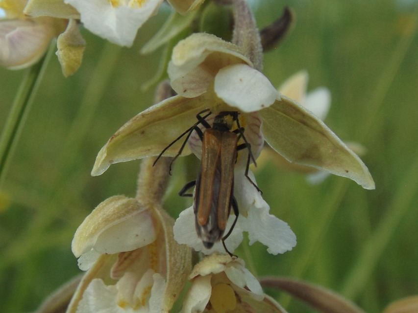 Oedemera femorata - sárgahátú álcincér