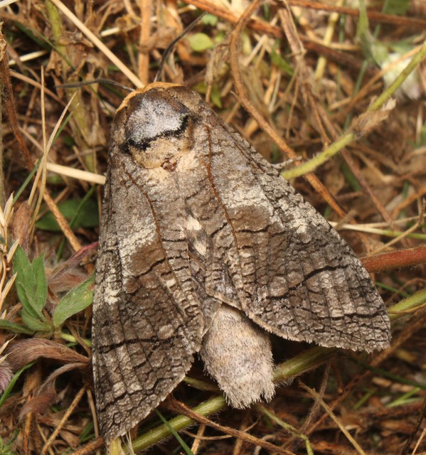 Cossus cossus - fűzfarontólepke