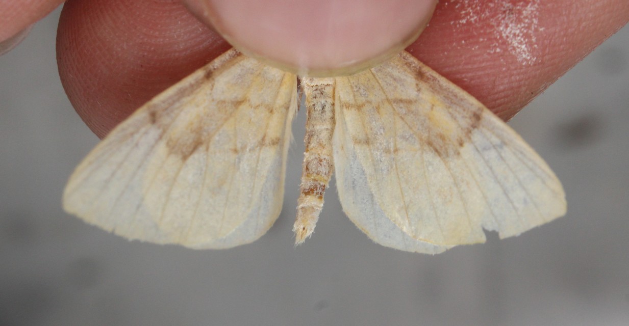 Eulithis pyraliata - sárga galajaraszoló