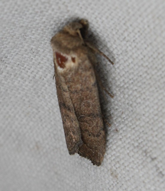 Hoplodrina octogenaria - barna selymesbagoly