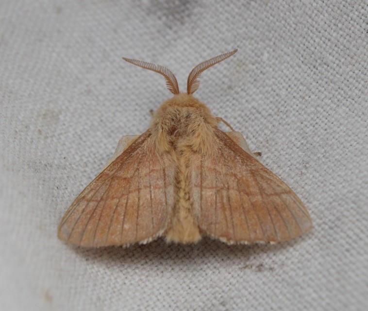 Malacosoma neustria - gyűrűsszövő