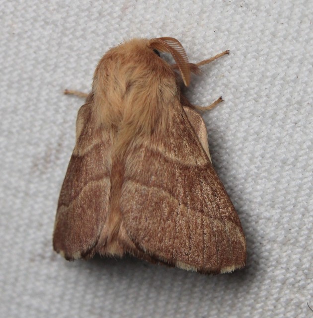 Malacosoma neustria - gyűrűsszövő