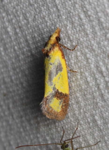 Agapeta zoegana - barnacsíkos sárgamoly