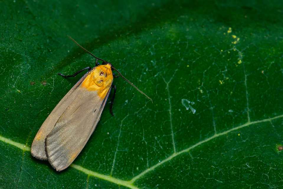 Lithosia quadra - négypettyes zuzmószövő