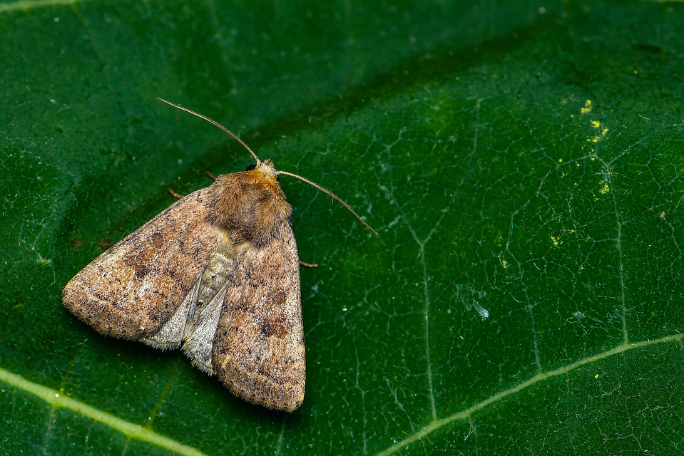 Hoplodrina octogenaria - barna selymesbagoly