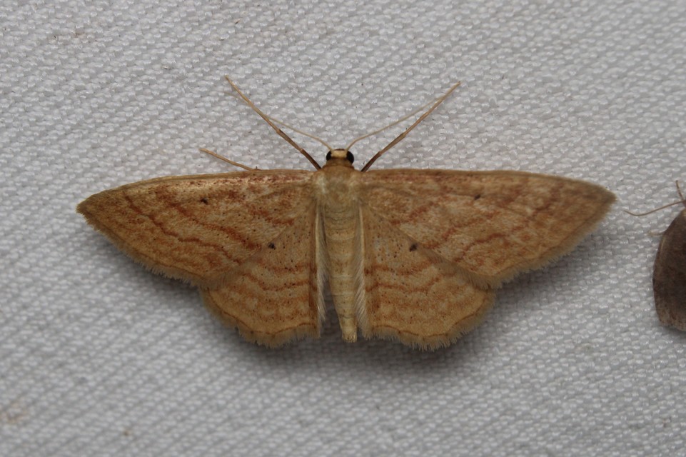 Idaea rufaria - vörhenyes sávosaraszoló