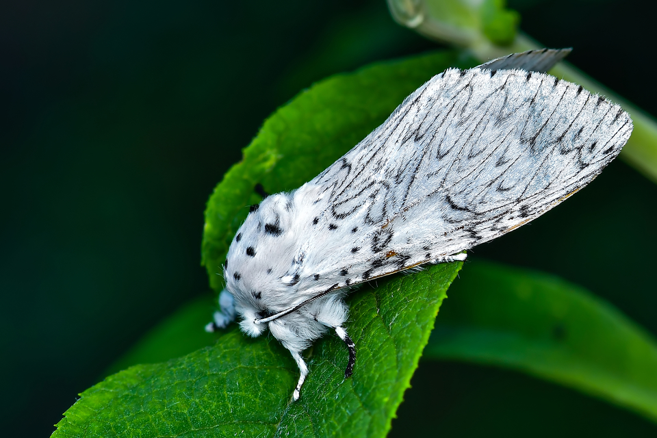 Cerura erminea - hermelin-púposszövő