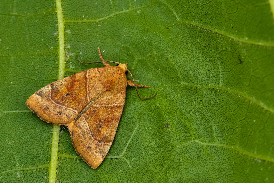 Cosmia trapezina - közönséges lombbagoly