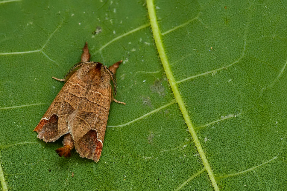 Clostera curtula - rövidszárnyú levélszövő