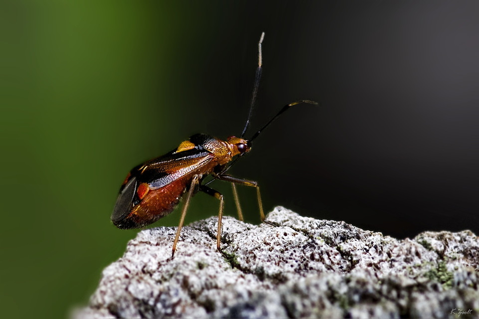 Deraeocoris ruber - vöröses mezeipoloska