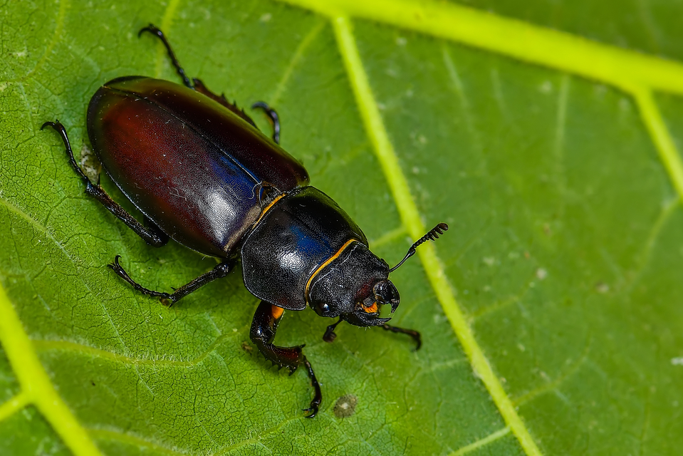 Lucanus cervus - nagy szarvasbogár
