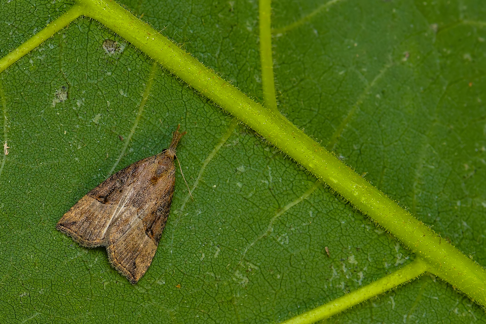 Hypena rostralis - közönséges karcsúbagoly