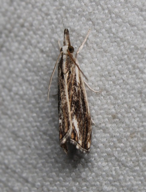 Catoptria verellus - kormos fűgyökérmoly