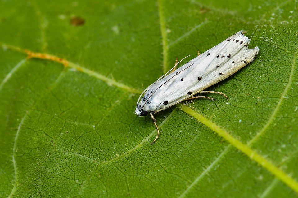 Myelois circumvoluta - pettyes karcsúmoly