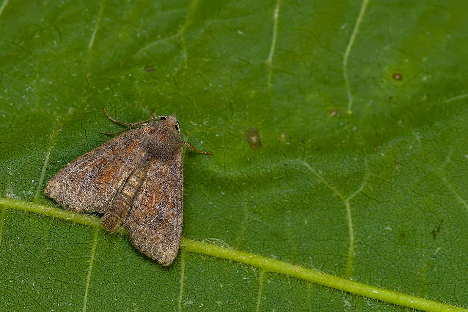 Parastichtis suspecta - sötét erdeibagoly