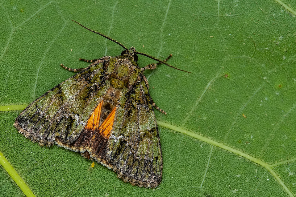 Polyphaenis sericata - selyemfényű erdeibagoly