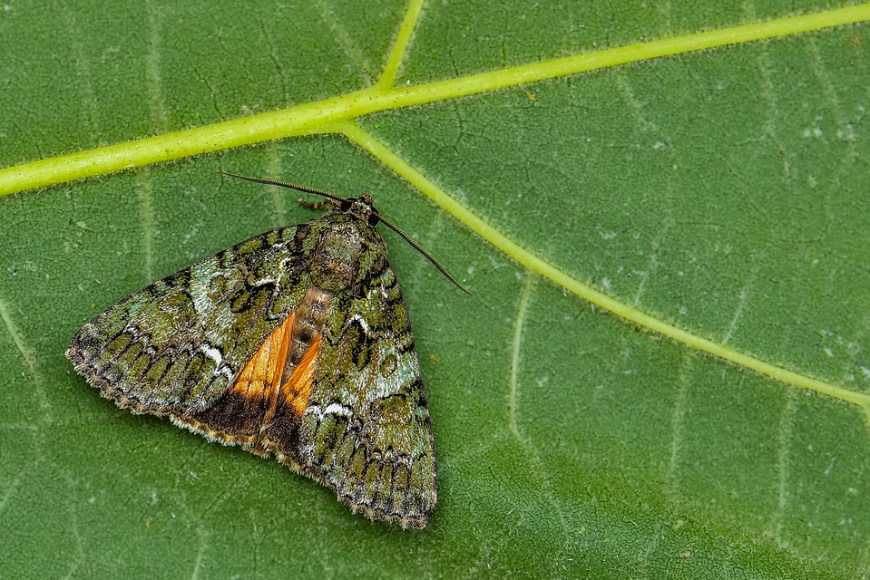 Polyphaenis sericata - selyemfényű erdeibagoly