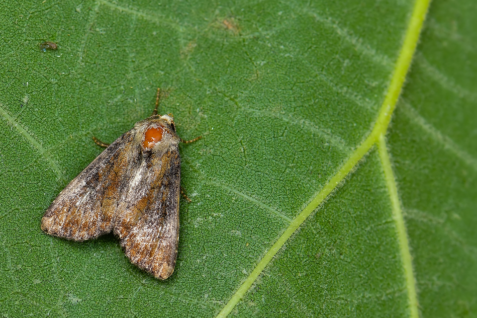 Loscopia scolopacina - csinos dudvabagoly