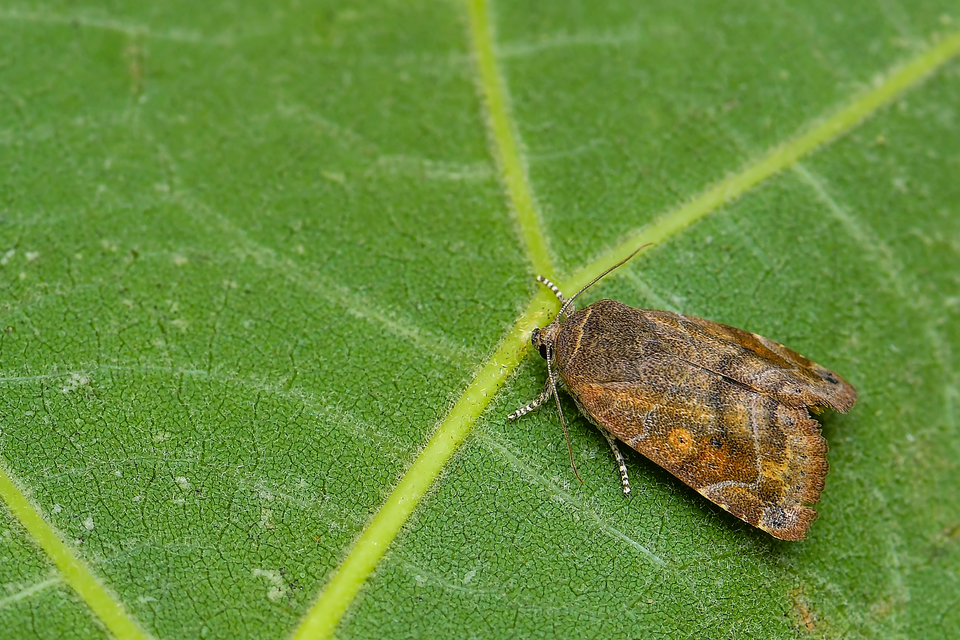 Cosmia affinis - barna lombbagoly