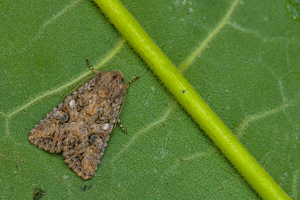 Hadula trifolii - lóherebagoly