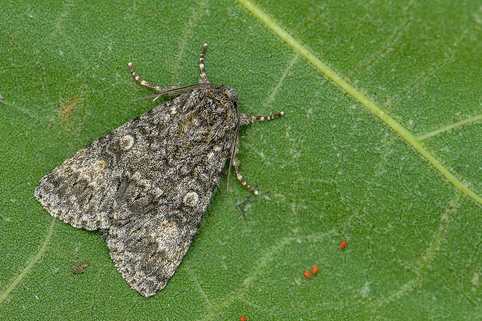 Acronicta megacephala - nagyfejű szigonyosbagoly