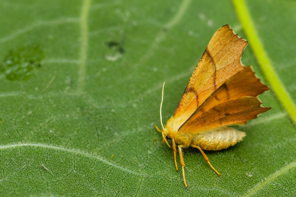 Ennomos erosaria - hársfa-levélaraszoló