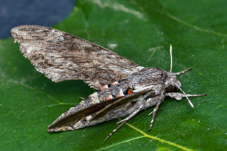 Agrius convolvuli - szulákszender
