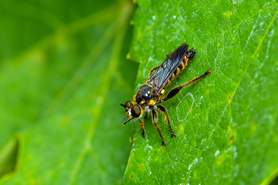 Diptera - Kétszárnyúak