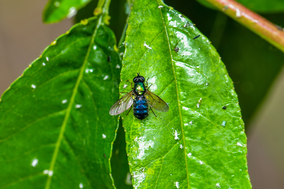 Diptera - Kétszárnyúak