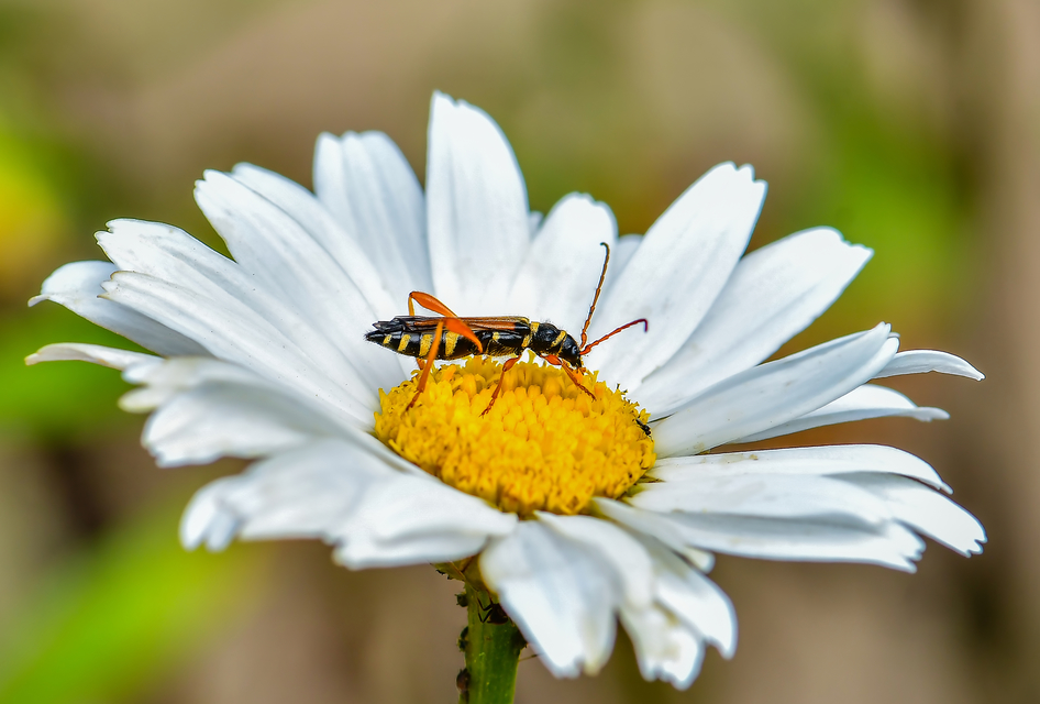 Stenopterus flavicornis - sárgacsápú keskenyfedőscincér