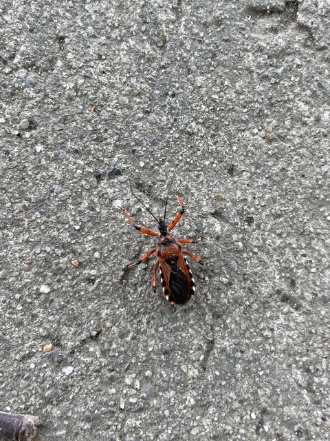 Rhynocoris iracundus - közönséges gyilkospoloska